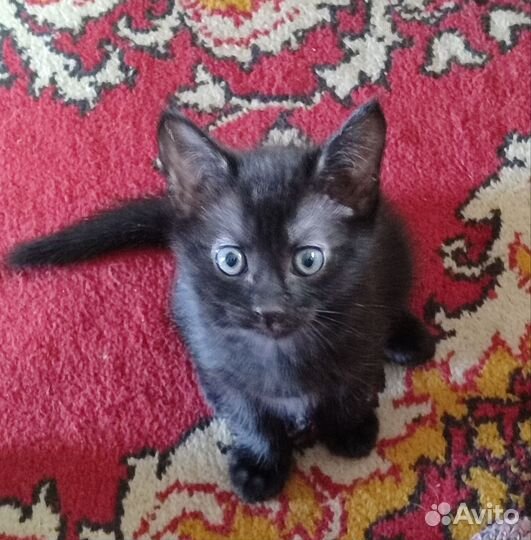 Котёнок