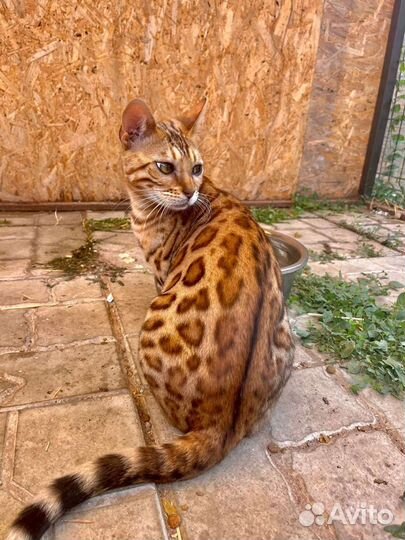 Бенгальская кошка