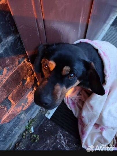 Мальчик Бой ищет дом