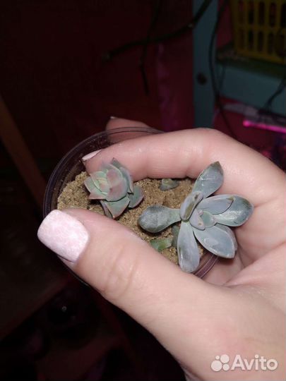 Суккуленты для флорариума