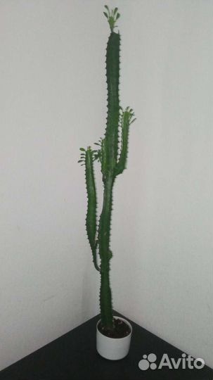 Молочай трехгранный (Эуфорбия) более 85см