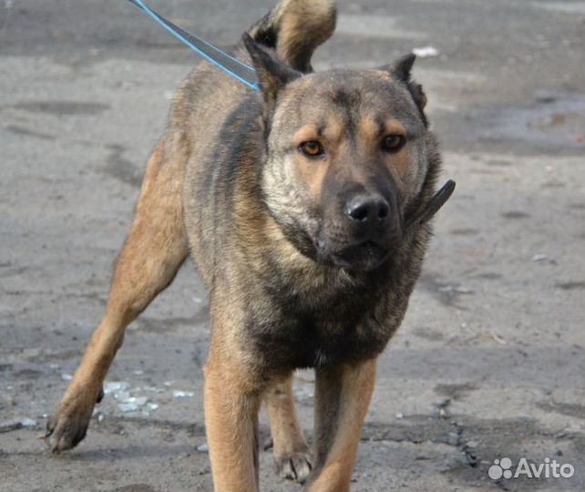 Рэм ищет дом