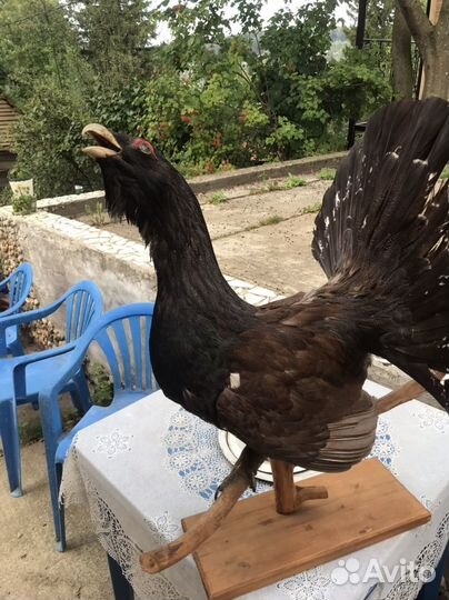 Чучело глухаря