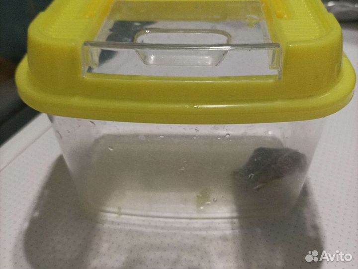 Продам Черепашку