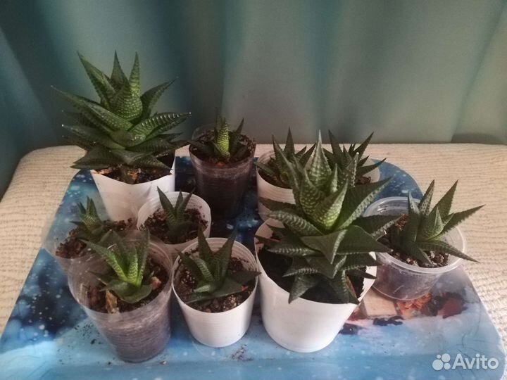 Кактусы и суккуленты