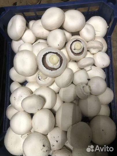 Грибы свежие шампиньоны за