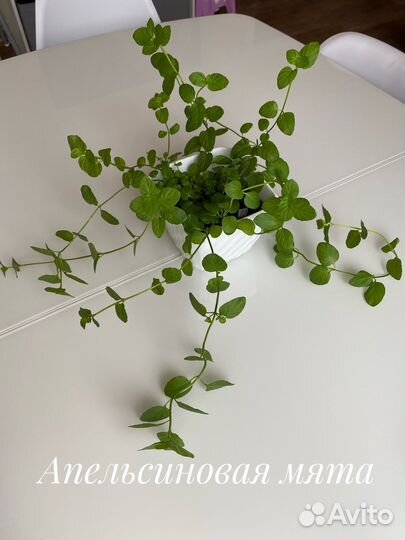 Мята (разные сорта)