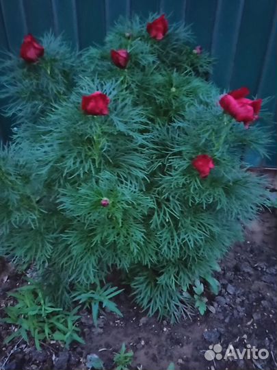 Растения для сада