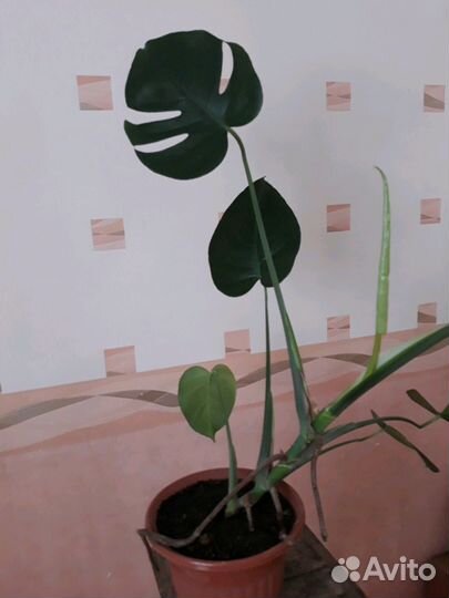 Цветы Монстеры