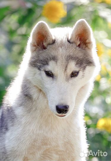 Подросток Сибирский хаски в добрые руки