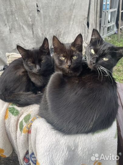 Котята мышеловы