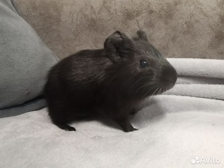 Морская свинка