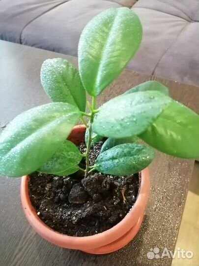 Сортовые фикусы