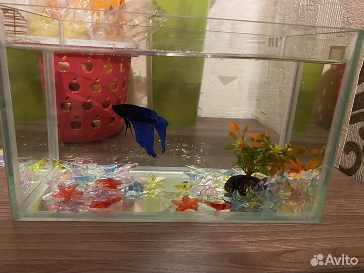Рыбка петушок с аквариумом