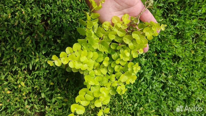 Почвопокровные растения