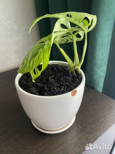 Монстера манки