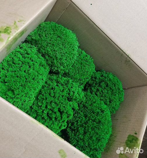 Стабилизированный мох от производителя