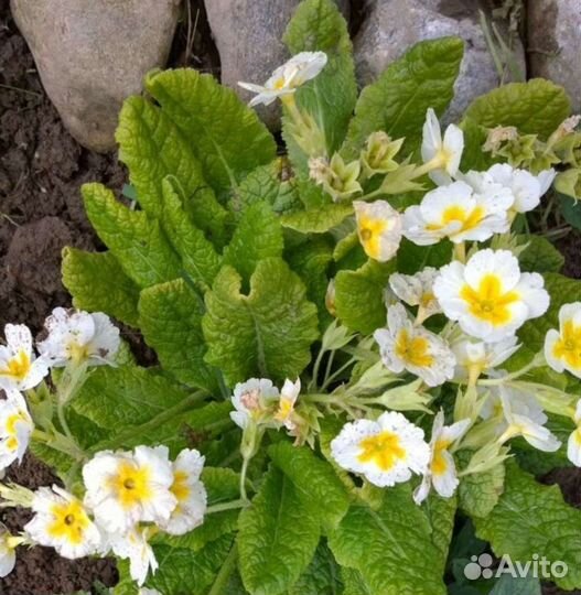 Ирис хоста примула лилейник