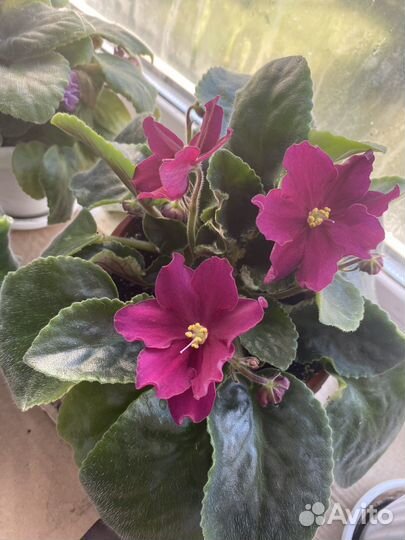 Фиалка в горшках сортовые