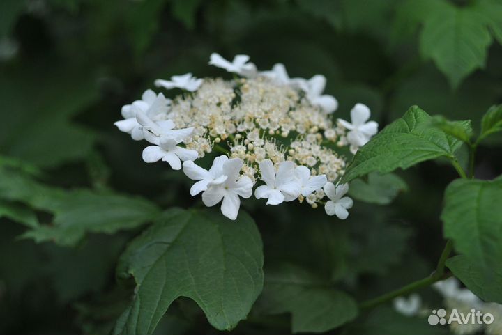 Объектив Helios-44M и 44-2