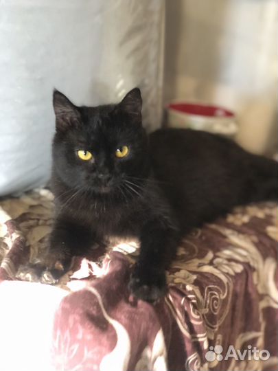 Ласковый нежный котик