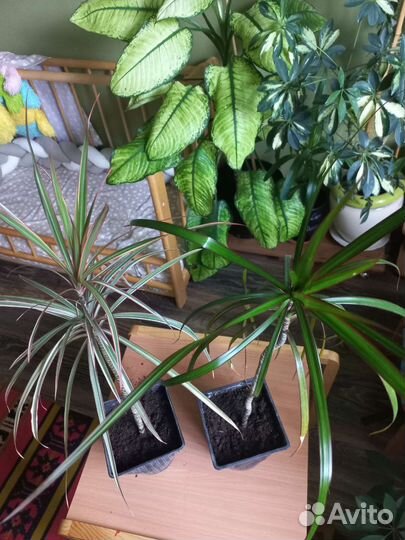 Драцена узколистная