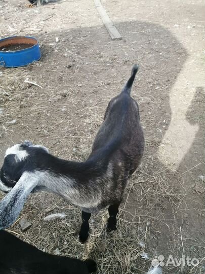 Нубийские козы