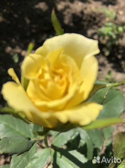 Ромашки и розы для букета