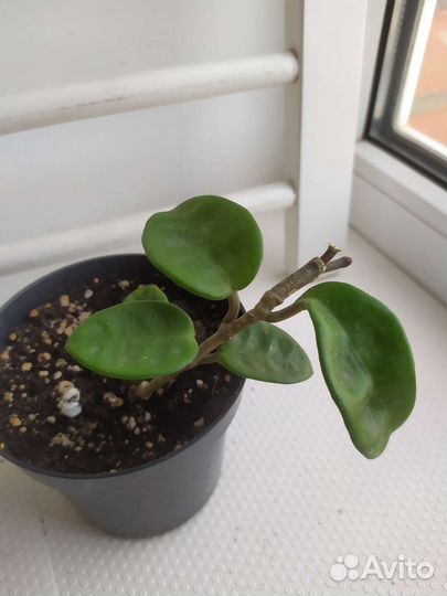 Хойя сортовая