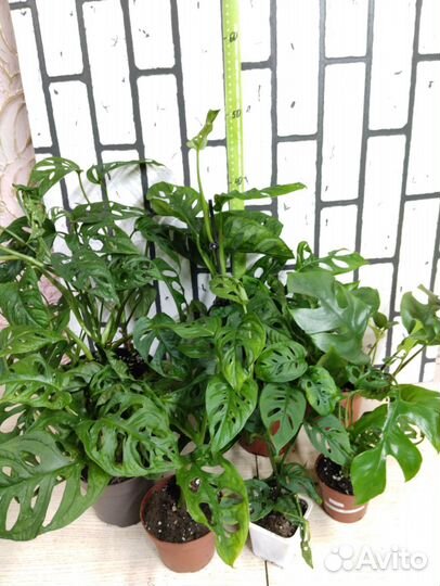 Монстера Манки