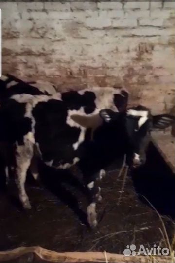 Бычки Мясной породы