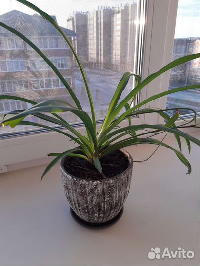 Хлорофитум