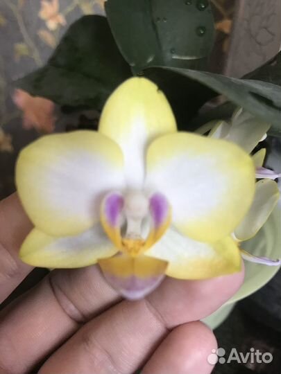 Орхидея фаленопсис Сладкая девочка