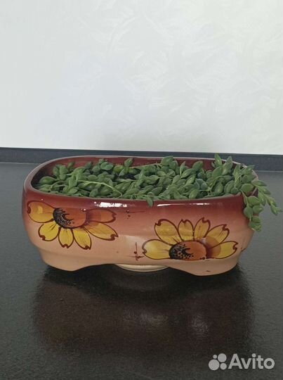 Крестовник Роули