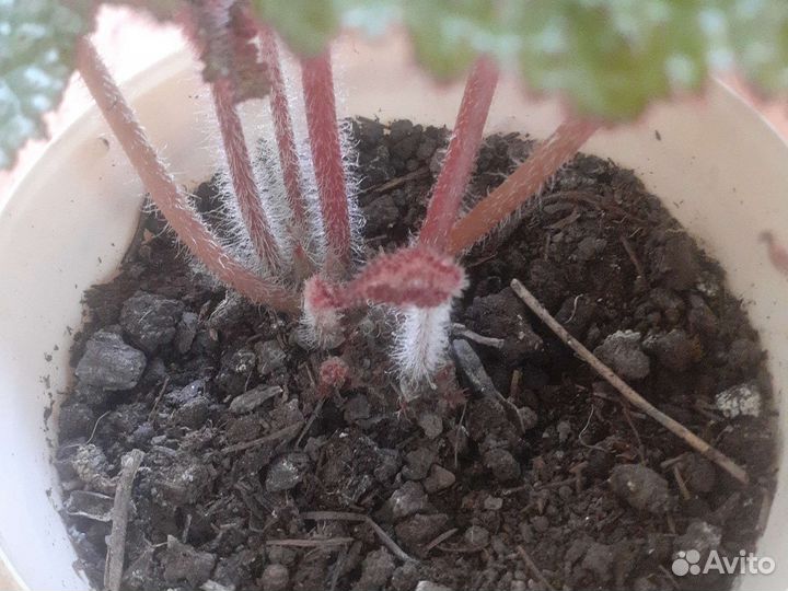 Бегония мэсона