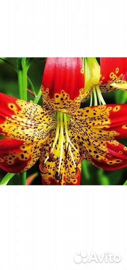 Луковицы лилии тигровой 4 сорта