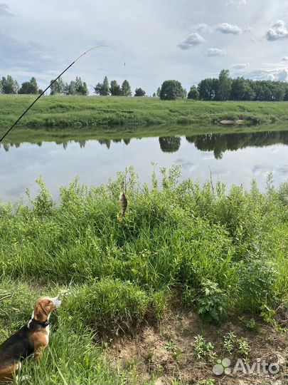 Вязка кобель бигль