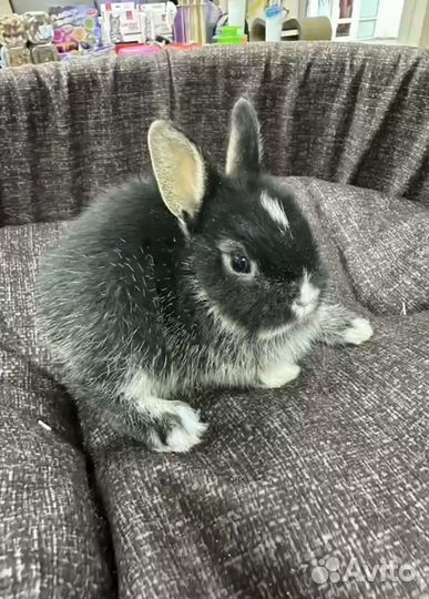 Декоративные кролики