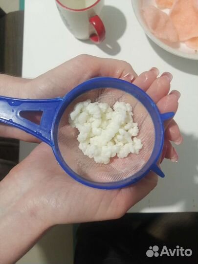 Молочный гриб