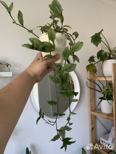 Фиалка. Хавортия