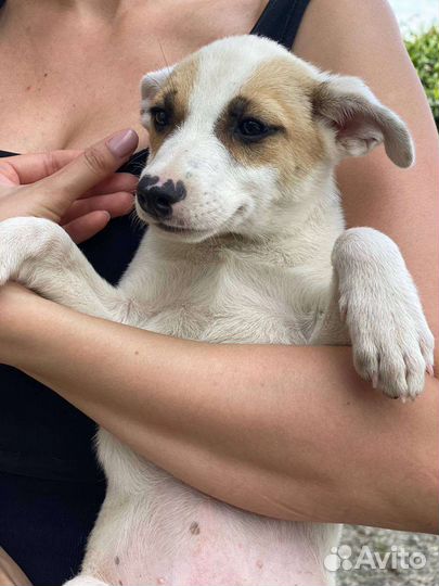 Отдам в добрые руки