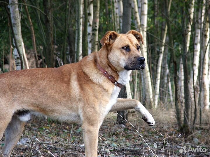 Шикарный парень Лучик