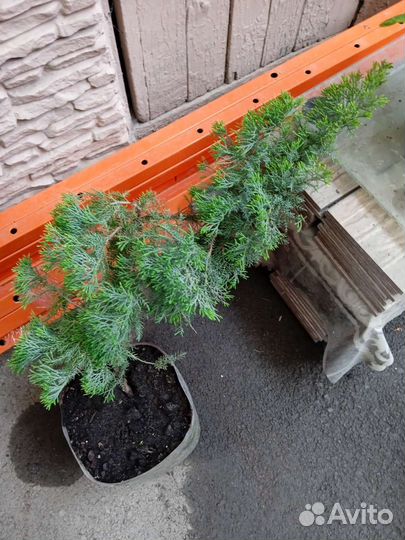 Можжевельник