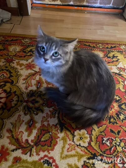 Котятки в добрые руки