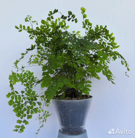 Папоротник Венерин волос