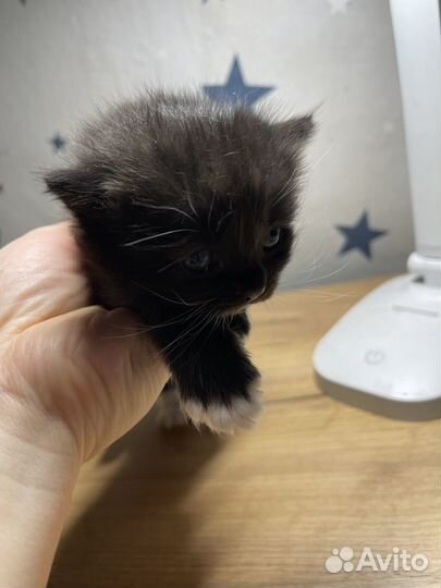 Ищу дом для трех котят