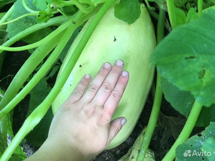 Кабачки и огурцы