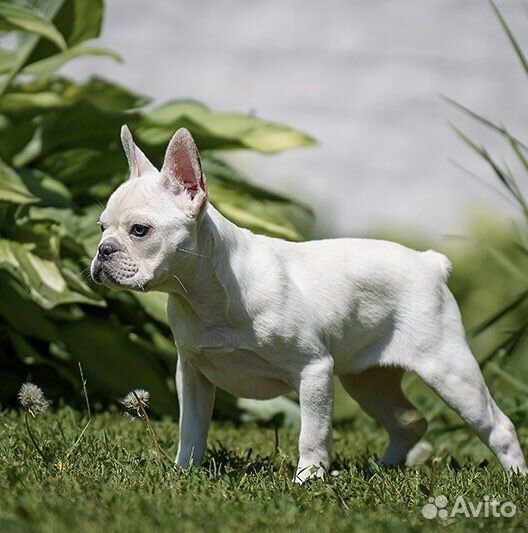 Французский бульдог, девочка