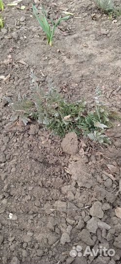 Цветы для сада. Можжевельник