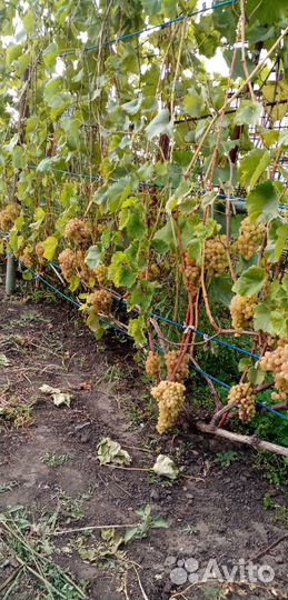 Черенки Винограда кишмиш